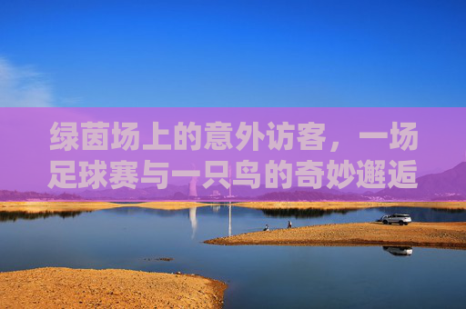 绿茵场上的意外访客，一场足球赛与一只鸟的奇妙邂逅，绿茵场上的鸟与足球赛奇遇