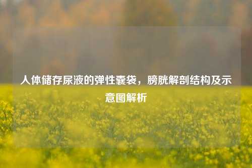 人体储存尿液的弹性囊袋，膀胱解剖结构及示意图解析