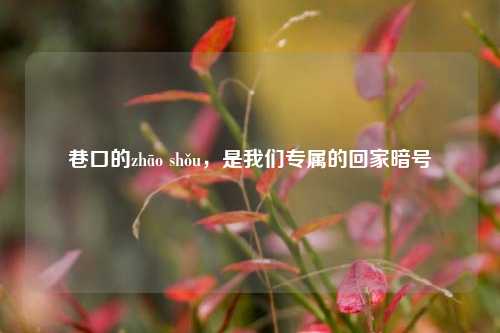 巷口的zhāo shǒu，是我们专属的回家暗号